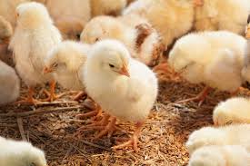 Poultry Farm Chicks